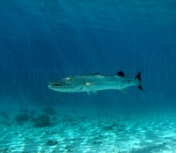 Barracuda off a private MOTU by Moorea, French Polynesia.... by Christopher Ward 